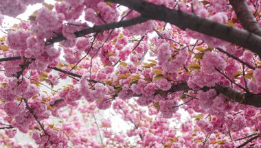 Güneşli ışıkta güzel sakura dalları kapanıyor. Bahar parkındaki ağaçta pembe sakura çiçekleri. Güzel Japon kiraz çiçeklerinin tadını çıkarıyorum. Bahar bayrağı