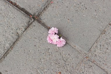 Sokak zemininde güzel kırık sakura çiçekleri, tahrip olmuş ağaç dalları. Beton zeminde ya da çimentoda sakura pembe çiçekler. Uzayı kopyala Doğa ve şehir