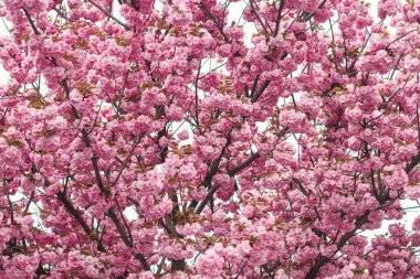 Güneşli ışıkta çiçek açan güzel sakura dalları. Bahar parkındaki ağaçta pembe sakura çiçekleri. Şehirdeki baharın tadını çıkarıyorum. Güzel Japon kiraz çiçekleri.