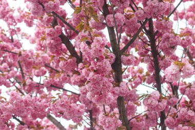 Güneşli ışıkta çiçek açan güzel sakura dalları. Bahar parkındaki ağaçta pembe sakura çiçekleri. Şehirdeki baharın tadını çıkarıyorum. Güzel Japon kiraz çiçekleri.