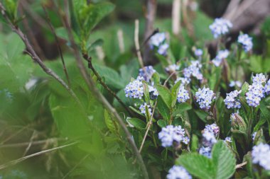 Güzel, küçük mavi çiçekler yeşil çimlerde su damlalarıyla kaplanır. Bahar otlaklarında yabani çiçekleri unutun. Uzayı kopyala İnanılmaz güzel bahar çiçekleri