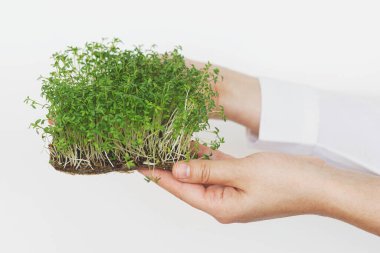 Evde mikroçim yetiştiriyorum. Beyaz duvar arkasında taze su teresi salatası filizleri tutan eller. Keten filizli su teresi salatası, mikro yeşil. Hidrofonik
