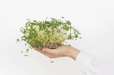 Beyaz arka planda taze keten filizlerini tutan eller. Keten filizli keten lahanası, mikroyeşil. Evde mikro yeşillikler yetişiyor. Hidrofonik