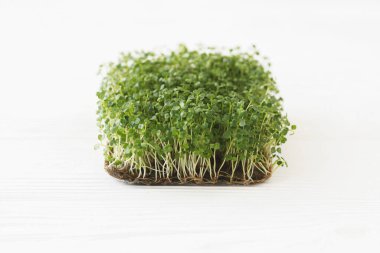 Evde mikroçim yetiştiriyorum. Beyaz ahşap arka planda, keten hasırda taze roka filizleri ve fotokopi alanı. Arugula filizi, mikro yeşil. Hidrofonik