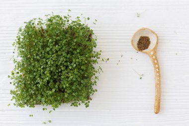 Taze roka lahanası ve beyaz ahşap tohumlu kaşık. Evde mikroçim yetiştiriyorum. Arugula filizi, mikro yeşil. Üst görünüm