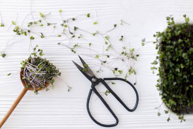 Evde mikroçim yetiştiriyorum. Taze kırmızı lahana filizleri, kesilmiş saplı şık kaşık, beyaz ahşap üzerinde makas, üst manzara. Kohlrabi lahanası, mikroyeşil. Hidrofonik