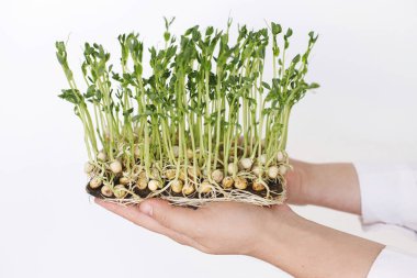 Beyaz duvar arkasında taze bezelye filizi tutan eller. Evde mikroçim yetiştiriyorum. Keten filizli bezelyeler, mikro yeşil. Hidrofonik