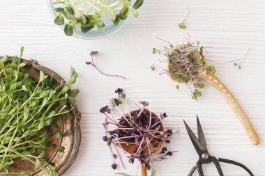 Evde mikroçim yetiştiriyorum. Taze kırmızı lahana, kırmızı turp, ayçiçekleri, şık kaşıklarda yeşil bezelye filizi ve cam kavanozlar, beyaz ahşap üzerinde makas, üst manzara. Farklı mikro-yeşiller hasat