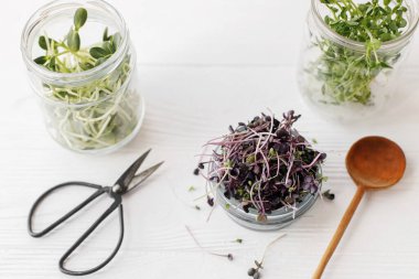 Taze kırmızı lahana, kırmızı turp, ayçiçeği, cam kavanozlarda yeşil bezelye filizi ve şık bir kaşık, beyaz ahşap üzerinde makas. Evde mikroçim yetiştiriyorum. Farklı mikro-yeşil hasat