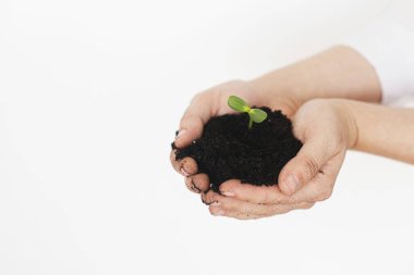 Dünya günü konsepti. Gezegeni kurtar. Eller zemini tutarken beyaz arka planda yeşil taze filizler. Bahçe işleri ve bitki yetiştirme. Filizlenmiş kirli kadın elleri