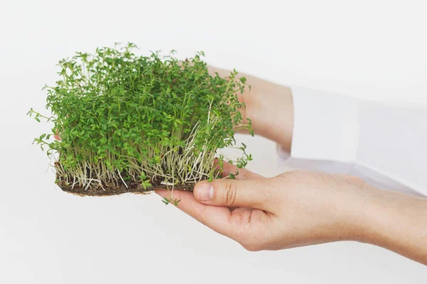 Cultivando Microgreens Casa Manos Sosteniendo Brotes Ensalada Berro Fresco Sobre —  Fotos de Stock