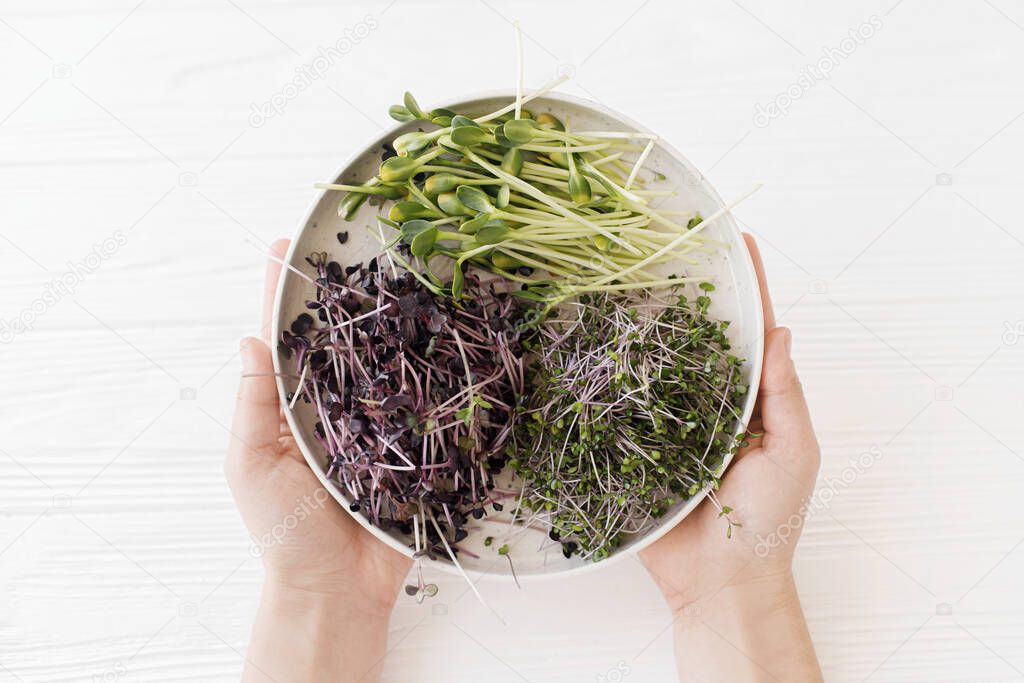 Hands holding modern plate with fresh red cabbage, red radish, sunflowers sprouts on white wooden background, microgreens top view. Growing microgreen at home.