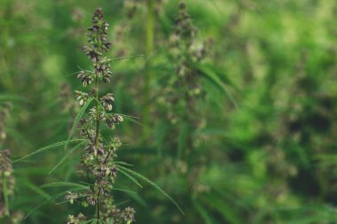 Yeşil arka planda kenevir Sativa çiçekleri. Kenevir Sativa erkeği bahçede çiçek açıyor. Alternatif bitkisel ilaç. Tıbbi marihuana ekimi. Kenevir