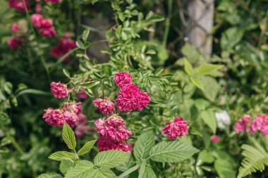 Güneşli, terk edilmiş bahçedeki eski paslı çitin üzerinde güzel pembe güller. Çiçek açan küçük sevimli güller ve eski demir çitler, kırsal kesimde yaz hayatı.