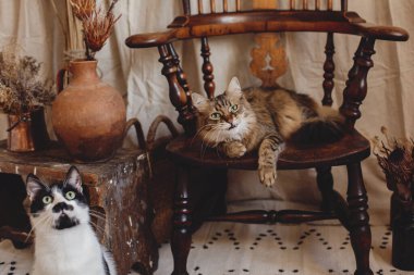 Bohem stil odasında oturan meraklı bakışlı iki güzel oyuncu kedi. Sandalyede komik bir ifadeyle Maine Rakunu ve arka planda da sevimli tombul kedi.