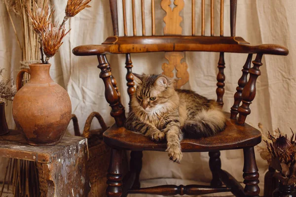Beautiful Tabby Cat Sitting Wooden Chair Bohemian Style Room Maine — Stock Photo, Image