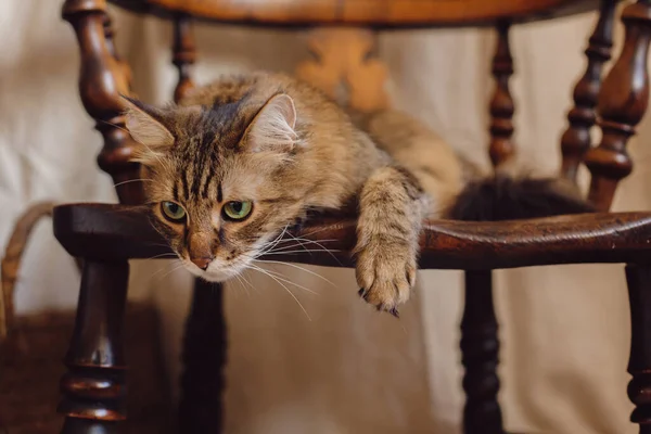 Gato Bonito Tabby Com Olhar Curioso Relaxante Cadeira Madeira Sala — Fotografia de Stock