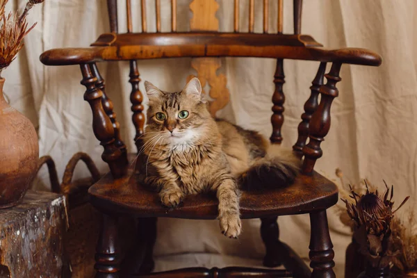 Schöne Gestromte Katze Mit Neugierigem Blick Sitzt Auf Einem Holzstuhl — Stockfoto