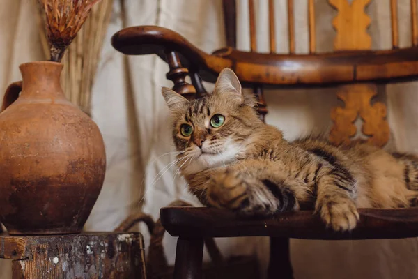Hermoso Gato Tabby Sentado Una Silla Madera Una Habitación Estilo — Foto de Stock