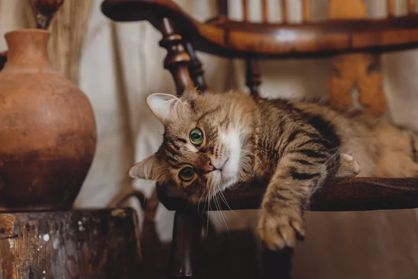 Beautiful Tabby Cat Curious Look Relaxing Wooden Chair Bohemian Style — Stock Photo, Image