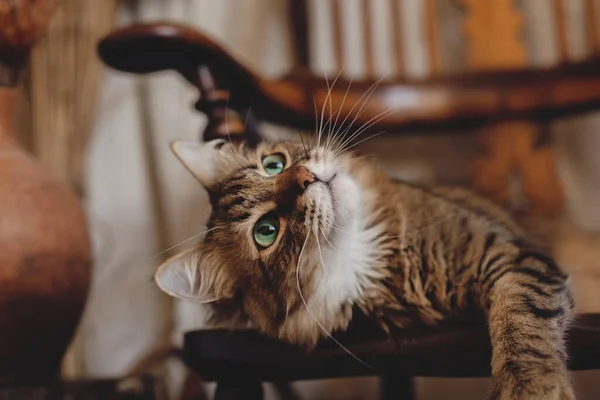 Gato Bonito Tabby Com Olhar Curioso Relaxante Cadeira Madeira Sala — Fotografia de Stock