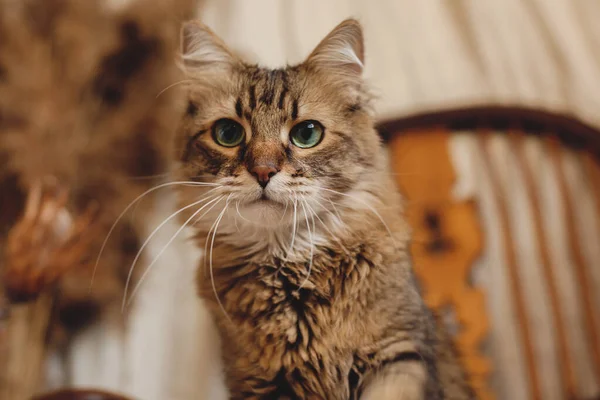 Schöne Gestromte Katze Mit Neugierigem Blick Sitzt Auf Einem Holzstuhl — Stockfoto