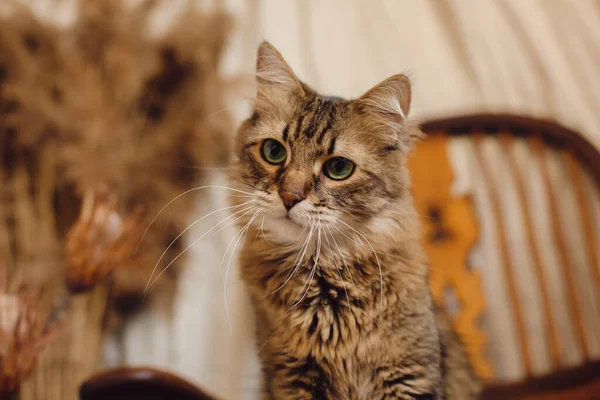 Krásná Tabby Kočka Zvědavým Vzhledem Sedí Dřevěné Židli Bohémském Stylu — Stock fotografie