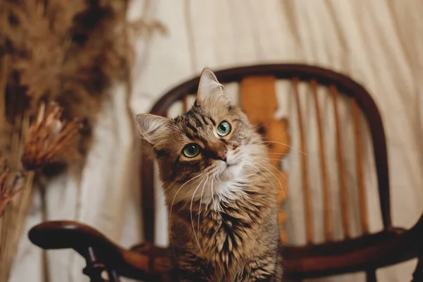 Schöne Gestromte Katze Mit Neugierigem Blick Sitzt Auf Einem Holzstuhl — Stockfoto