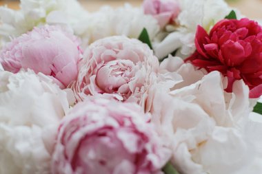 Güzel bir şakayık buketi. Yaklaş. Pembe ve beyaz şakayık çiçekleri, çiçek tebrik kartı ve duvar kağıdı. Anneler Günün kutlu olsun. Düğün buketi