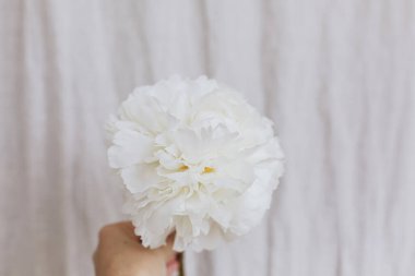 Pastel bej kumaş arka planında el ele tutuşan zarif beyaz şakayık. Güzel çiçekli estetik. Çiçekçi elinde büyük beyaz şakayık çiçeği. Basitlikte güzellik