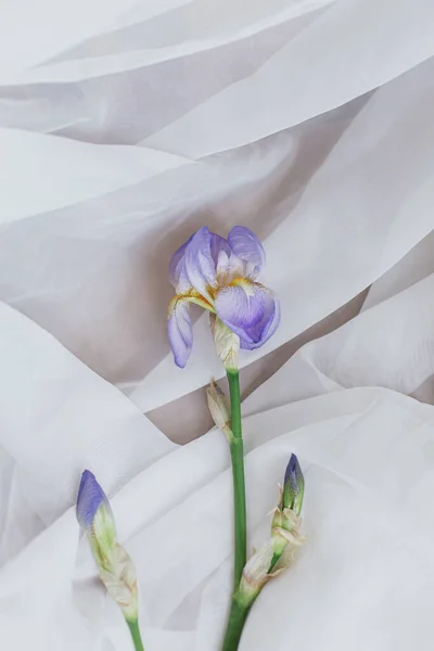 Hermosa Flor Azul Iris Sobre Fondo Tela Blanca Habitación Rústica — Foto de Stock