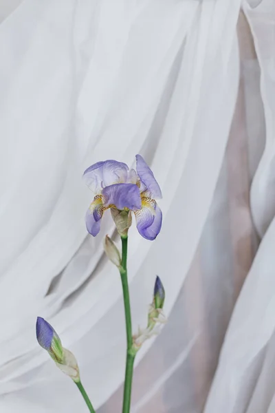 Hermosa Flor Azul Iris Sobre Fondo Tela Blanca Habitación Rústica — Foto de Stock