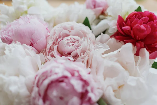 Mooie Stijlvolle Pioenrozen Boeket Close Roze Witte Pioenroos Bloemen Bloemen — Stockfoto