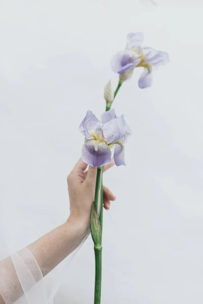 Mano Sosteniendo Tierna Flor Iris Bajo Tela Tul Sobre Fondo — Foto de Stock