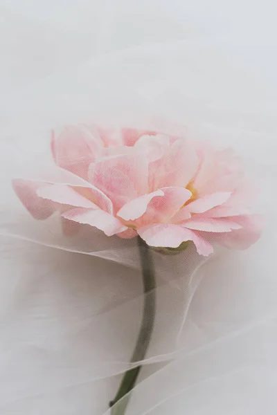 Hermosa Estética Primaveral Preciosa Flor Peonía Bajo Suave Tela Tul — Foto de Stock