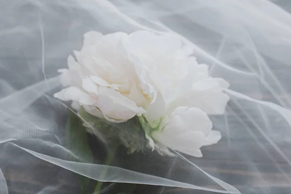 Lovely peony flower under soft tulle fabric on dark wooden background, top view with copy space. Beautiful spring aesthetics. Soft creative floral greeting card. White peony