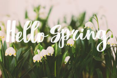 Merhaba bahar. Merhaba bahar mesajı ve beyaz arka planda büyüyen kar taneleri. El yazısıyla yazılmış harfler. İlkbahar. Şık çiçek tebrik kartı.