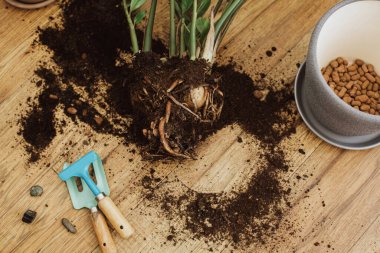 Evdeki santralleri yenilemek. Zamioculcas bitkisi yerde kök, toprak, toprak, drenaj ve bahçe aletleriyle demlik. Saksı ya da nakil bitkileri. Zz Ev Bitkisi.