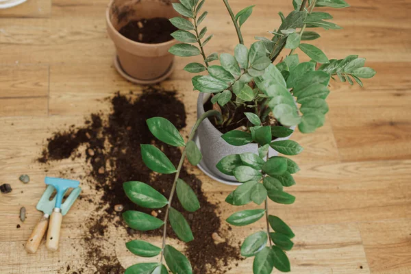 Repotting Tanaman Rumah Tanaman Zamioculcas Lantai Dengan Tanah Tanah Pot — Stok Foto