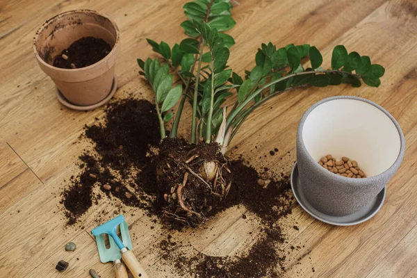 現代の鍋にザミガラス植物を再現します Zz植物の根 葉や排水とポット 庭のツール 木製の床の土壌 新しい家の植物を植えるプロセス — ストック写真