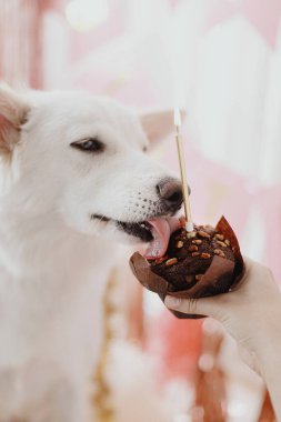 Şirin köpek tadıyor lezzetli doğum günü pastası. Arka planında pembe çelenk ve süslemeler olan bir mum. Sevimli beyaz İsviçre çoban köpeğinin ilk doğum gününü kutluyoruz. Köpek doğum günü partisi.
