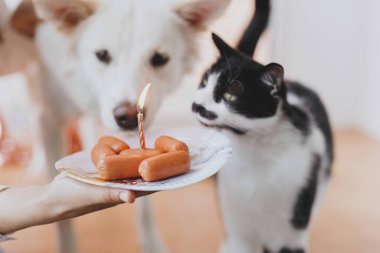 Hayvan doğum günü partisi. Şirin kedi ve köpek doğum gününü, arka planda pembe çelenk ve odadaki süslemelerle sosisli kek ve mumla kutluyorlar. Sevimli köpek ve kedi doğum günü partisi evde.