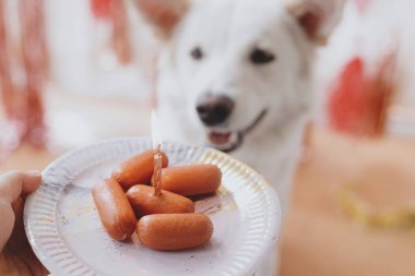 Köpeğin ilk doğum gününü kutluyoruz. Tatlı köpek, arka planda pembe çelenk ve süslemelerle mumlu sosis pastasına bakıyor. Köpek doğum günü partisi. Sevimli beyaz İsviçreli çoban köpeği