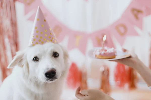 Dog birthday party. Cute dog in pink party hat and with birthday donut with candle sitting on background of pink garlands and decorations in festive room. Adorable white swiss shepherd dog
