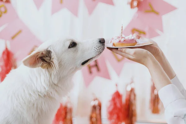 Cão Feliz Bonito Olhando Para Donut Aniversário Com Vela Fundo — Fotografia de Stock