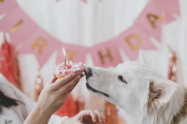 Dog Birthday Party Cute Dog Tasting Yummy Birthday Donut Candle — Stock Photo, Image