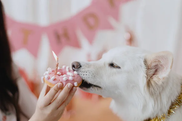 Cão Bonito Mordendo Donut Aniversário Com Vela Fundo Guirlanda Rosa — Fotografia de Stock