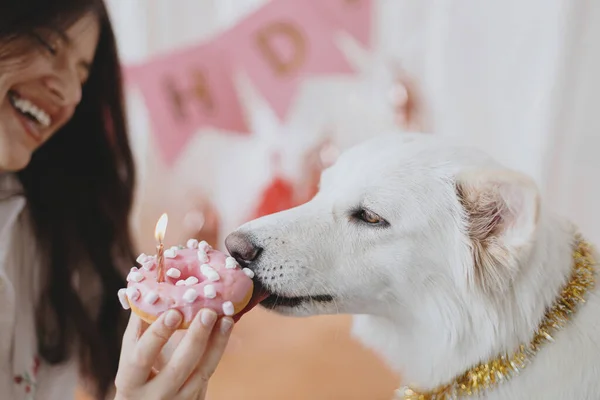 Dog Birthday Party Cute Dog Biting Birthday Donut Candle Background — Fotografia de Stock