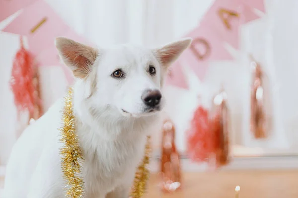 Dog Birthday Party Cute Happy Dog Celebrating First Birthday Background — Stock Photo, Image