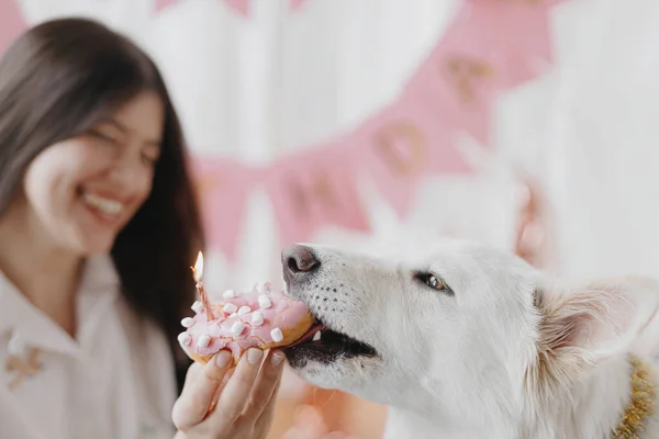 Dog Birthday Party Cute Dog Biting Birthday Donut Candle Background — Stock fotografie